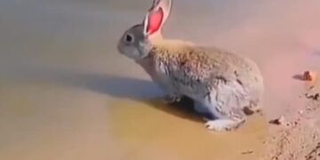 Rabbit Swims In River Video : This Rare Video Of Rabbit Swimming & Enjoying Water