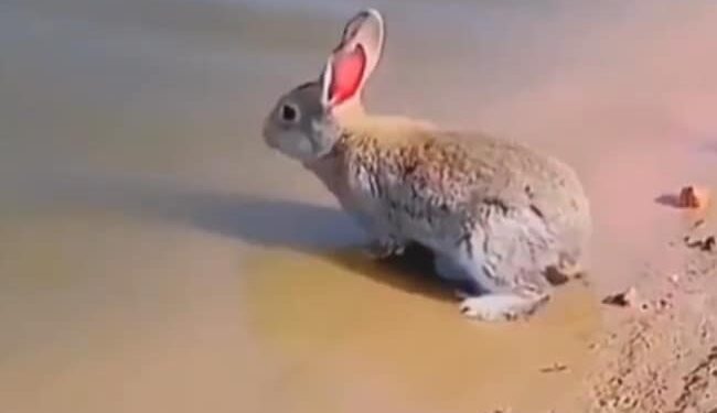 Rabbit Swims In River Video : This Rare Video Of Rabbit Swimming & Enjoying Water