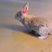 Rabbit Swims In River Video : This Rare Video Of Rabbit Swimming & Enjoying Water