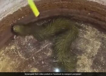 The Mysterious Snake That Looks Like Grass Has Become A Mystery, Is It Alien? View VIDEO