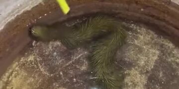 The Mysterious Snake That Looks Like Grass Has Become A Mystery, Is It Alien? View VIDEO