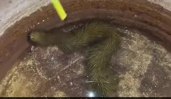 The Mysterious Snake That Looks Like Grass Has Become A Mystery, Is It Alien? View VIDEO