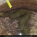 The Mysterious Snake That Looks Like Grass Has Become A Mystery, Is It Alien? View VIDEO