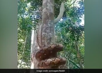 Viral Video Of Big Python Climbing Tree Its Scary And Smart Says Netizens – VIRAL VIDEO : पेड़ पर ऐसे चढ़ा चालाक अजगर, देख कर फटी रह गईं आंखें….