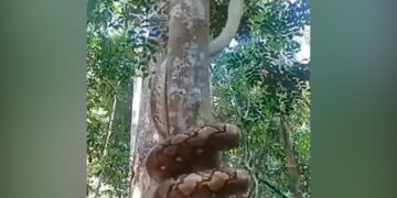 Viral Video Of Big Python Climbing Tree Its Scary And Smart Says Netizens – VIRAL VIDEO : पेड़ पर ऐसे चढ़ा चालाक अजगर, देख कर फटी रह गईं आंखें….