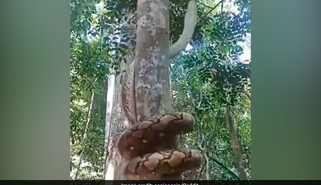Viral Video Of Big Python Climbing Tree Its Scary And Smart Says Netizens – VIRAL VIDEO : पेड़ पर ऐसे चढ़ा चालाक अजगर, देख कर फटी रह गईं आंखें….