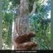 Viral Video Of Big Python Climbing Tree Its Scary And Smart Says Netizens – VIRAL VIDEO : पेड़ पर ऐसे चढ़ा चालाक अजगर, देख कर फटी रह गईं आंखें….