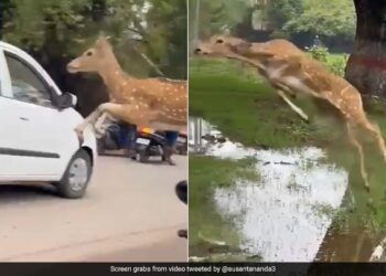 Deer Jumped In The Air And Flew Over The People IFS Shared Jump Of The Life Shocking Video