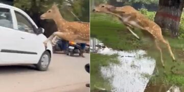 Deer Jumped In The Air And Flew Over The People IFS Shared Jump Of The Life Shocking Video