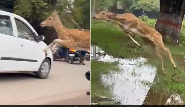 Deer Jumped In The Air And Flew Over The People IFS Shared Jump Of The Life Shocking Video