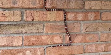 Watch Snake On Wall Video: Kingsnake Shows Off Its Incredible Climbing Skills On Brick Wall