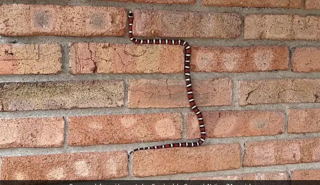 Watch Snake On Wall Video: Kingsnake Shows Off Its Incredible Climbing Skills On Brick Wall