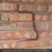 Watch Snake On Wall Video: Kingsnake Shows Off Its Incredible Climbing Skills On Brick Wall