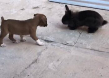 This Puppy Has Become A Special Friend Of The Rabbit, Has Started Jumping And Playing, Watch Video