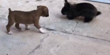 This Puppy Has Become A Special Friend Of The Rabbit, Has Started Jumping And Playing, Watch Video