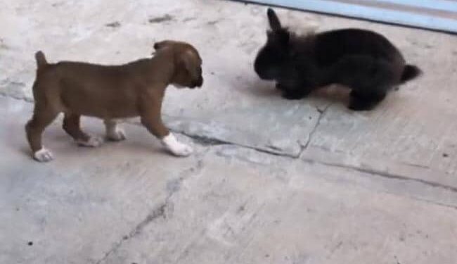 This Puppy Has Become A Special Friend Of The Rabbit, Has Started Jumping And Playing, Watch Video