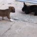This Puppy Has Become A Special Friend Of The Rabbit, Has Started Jumping And Playing, Watch Video