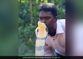 Man Kisses Cobra On Head Video Viral: Man Kissing King Cobra On Head Leaves Internet Terrified