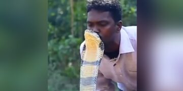 Man Kisses Cobra On Head Video Viral: Man Kissing King Cobra On Head Leaves Internet Terrified
