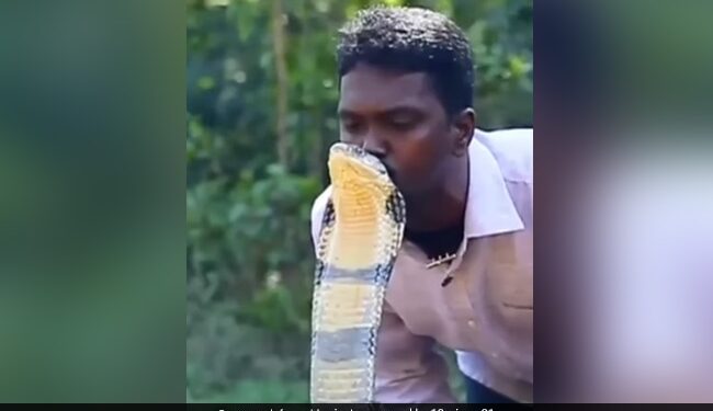 Man Kisses Cobra On Head Video Viral: Man Kissing King Cobra On Head Leaves Internet Terrified