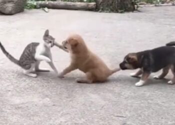 Puppy And Cat Fight, Friend Stops By Holding Tail, Will Start Laughing After Watching The Video