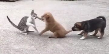 Puppy And Cat Fight, Friend Stops By Holding Tail, Will Start Laughing After Watching The Video