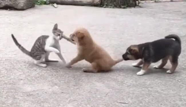Puppy And Cat Fight, Friend Stops By Holding Tail, Will Start Laughing After Watching The Video