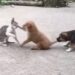 Puppy And Cat Fight, Friend Stops By Holding Tail, Will Start Laughing After Watching The Video