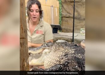 Hungry Crocodile Tries To Attack Zookeeper See Shocking Viral Video