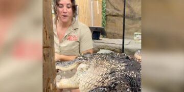 Hungry Crocodile Tries To Attack Zookeeper See Shocking Viral Video