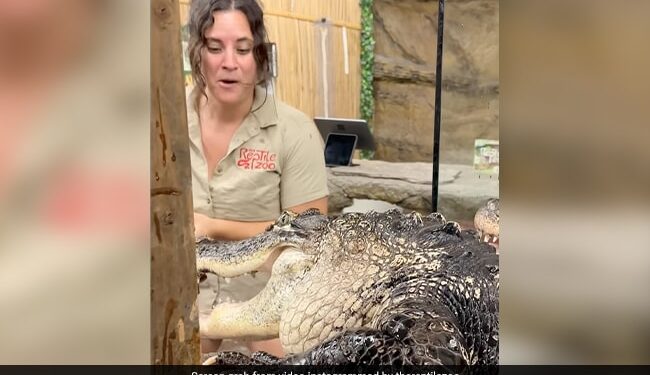 Hungry Crocodile Tries To Attack Zookeeper See Shocking Viral Video