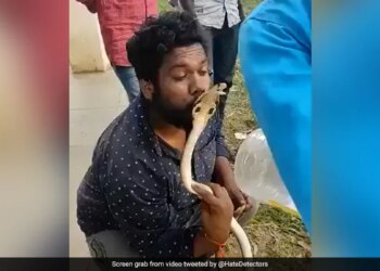 Man Tries To Kiss King Cobra Video: Man Tries To Kiss King Cobra On Head Gets Bit On The Lip