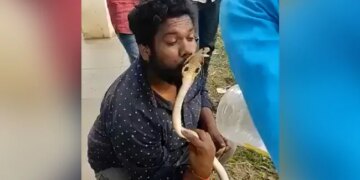 Man Tries To Kiss King Cobra Video: Man Tries To Kiss King Cobra On Head Gets Bit On The Lip
