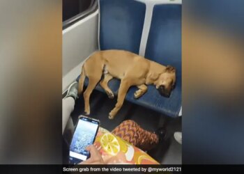 Passengers In A Crowded Coach Let Sleeping Dog Occupy Seats Will Melt Your Heart See Viral Video