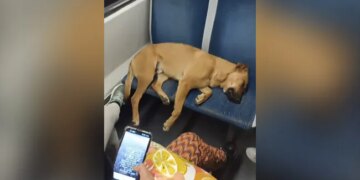 Passengers In A Crowded Coach Let Sleeping Dog Occupy Seats Will Melt Your Heart See Viral Video