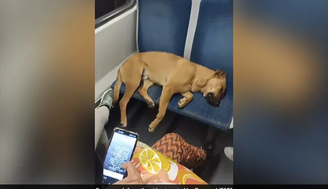 Passengers In A Crowded Coach Let Sleeping Dog Occupy Seats Will Melt Your Heart See Viral Video