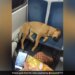Passengers In A Crowded Coach Let Sleeping Dog Occupy Seats Will Melt Your Heart See Viral Video