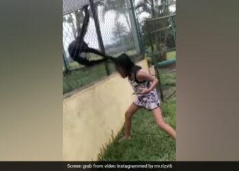 The Girl Was Joking With The Monkeys, When The Monkey Caught The Hair In A Joking Manner, The Video Went Viral
