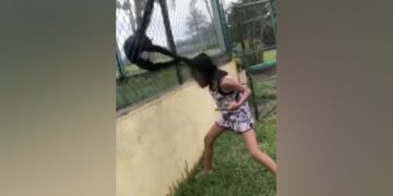 The Girl Was Joking With The Monkeys, When The Monkey Caught The Hair In A Joking Manner, The Video Went Viral