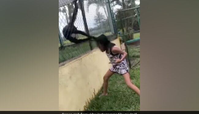 The Girl Was Joking With The Monkeys, When The Monkey Caught The Hair In A Joking Manner, The Video Went Viral