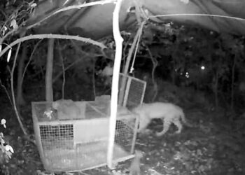 Leopard Cub Was Separated From Mother Forest Officials Reunited Baby With Mother People Got Emotional After Watching This Video