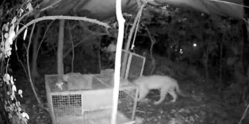 Leopard Cub Was Separated From Mother Forest Officials Reunited Baby With Mother People Got Emotional After Watching This Video