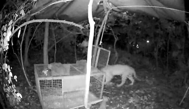 Leopard Cub Was Separated From Mother Forest Officials Reunited Baby With Mother People Got Emotional After Watching This Video