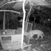 Leopard Cub Was Separated From Mother Forest Officials Reunited Baby With Mother People Got Emotional After Watching This Video