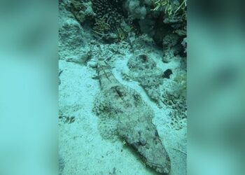 Watch Video: A Strange Fish Like A Crocodile Seen In The Depths Of The Sea