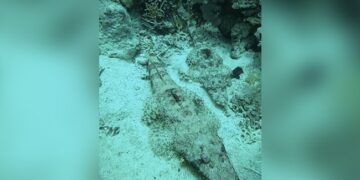 Watch Video: A Strange Fish Like A Crocodile Seen In The Depths Of The Sea