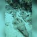 Watch Video: A Strange Fish Like A Crocodile Seen In The Depths Of The Sea