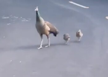 Beautiful View Captured On Camera: Peacock And His Children Were Seen Doing Morning Walk On The Road Of Raj Bhavan