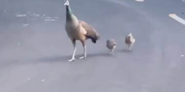 Beautiful View Captured On Camera: Peacock And His Children Were Seen Doing Morning Walk On The Road Of Raj Bhavan