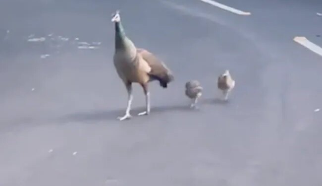 Beautiful View Captured On Camera: Peacock And His Children Were Seen Doing Morning Walk On The Road Of Raj Bhavan
